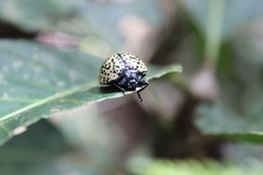 Aegithus punctatissimus