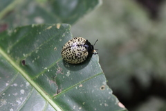 Aegithus punctatissimus