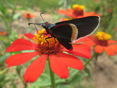 Mysoria barcastus