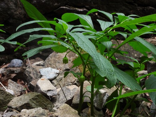 Scopolia carniolica, photograph 6