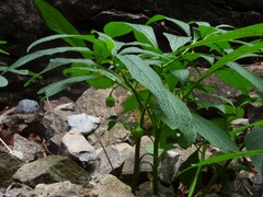 Scopolia carniolica, photograph (c) Gabriele Vaudano, some rights reserved (CC BY)