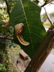 Urocyclidae