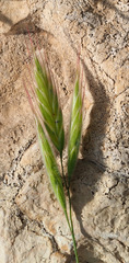 Bromus lanceolatus
