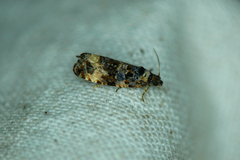 Endothenia marginana
