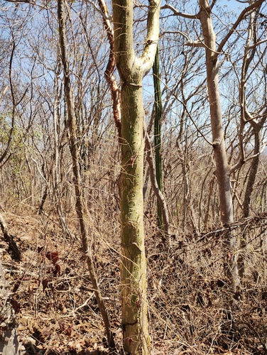 Bursera silviae