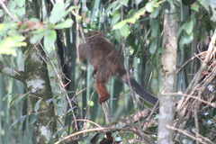 Plecturocebus discolor