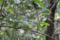 Cepheuptychia cephus