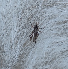 Tettigidea lateralis