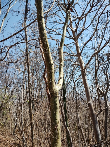 Bursera silviae, photograph 2