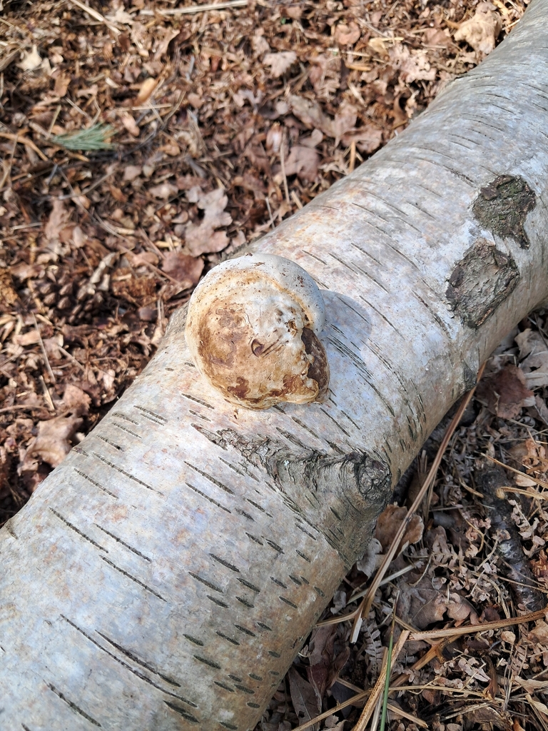 Fomitopsis betulina · April 2026 · photo: © a-hill (iNaturalist, cc0)