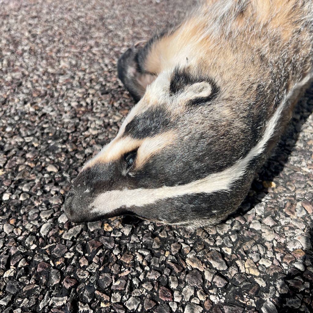 American Badger from Maverick Dr, Alpine, TX, US on April 26, 2026 at ...
