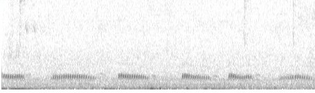European Turtle Dove (Streptopelia turtur), photo 7