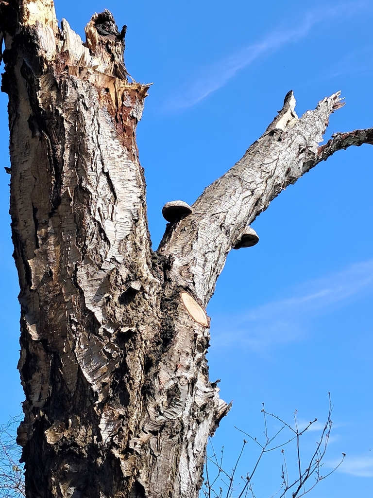 Fomitopsis betulina · April 2026 · photo: © a-hill (iNaturalist, cc0)