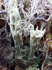 Cladonia sulphurina
