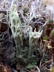 Cladonia sulphurina