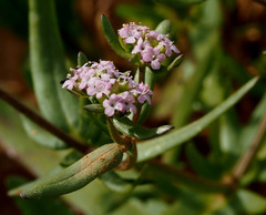 Valerianella vesicaria
