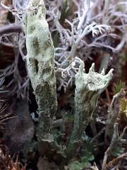 Cladonia sulphurina