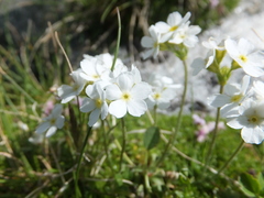 Androsace obtusifolia