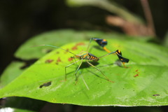 Diactor bilineatus