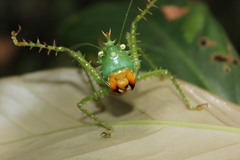 Panacanthus cuspidatus