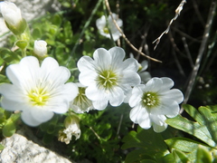 Cerastium uniflorum