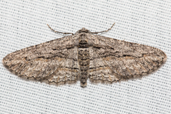 Iridopsis obliquaria