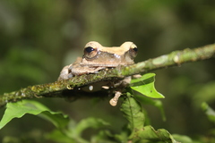 Osteocephalus yasuni
