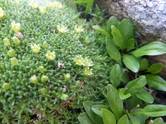 Cherleria sedoides
