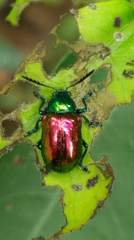 Platycorynus sauteri