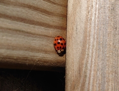 Harmonia axyridis