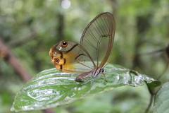 Haetera piera