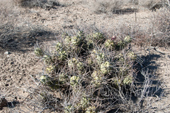 Tephrocactus aoracanthus