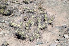 Tephrocactus aoracanthus