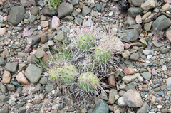 Tephrocactus aoracanthus