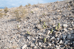 Tephrocactus aoracanthus