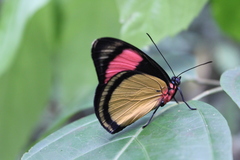 Batesia hypochlora
