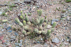 Tephrocactus aoracanthus