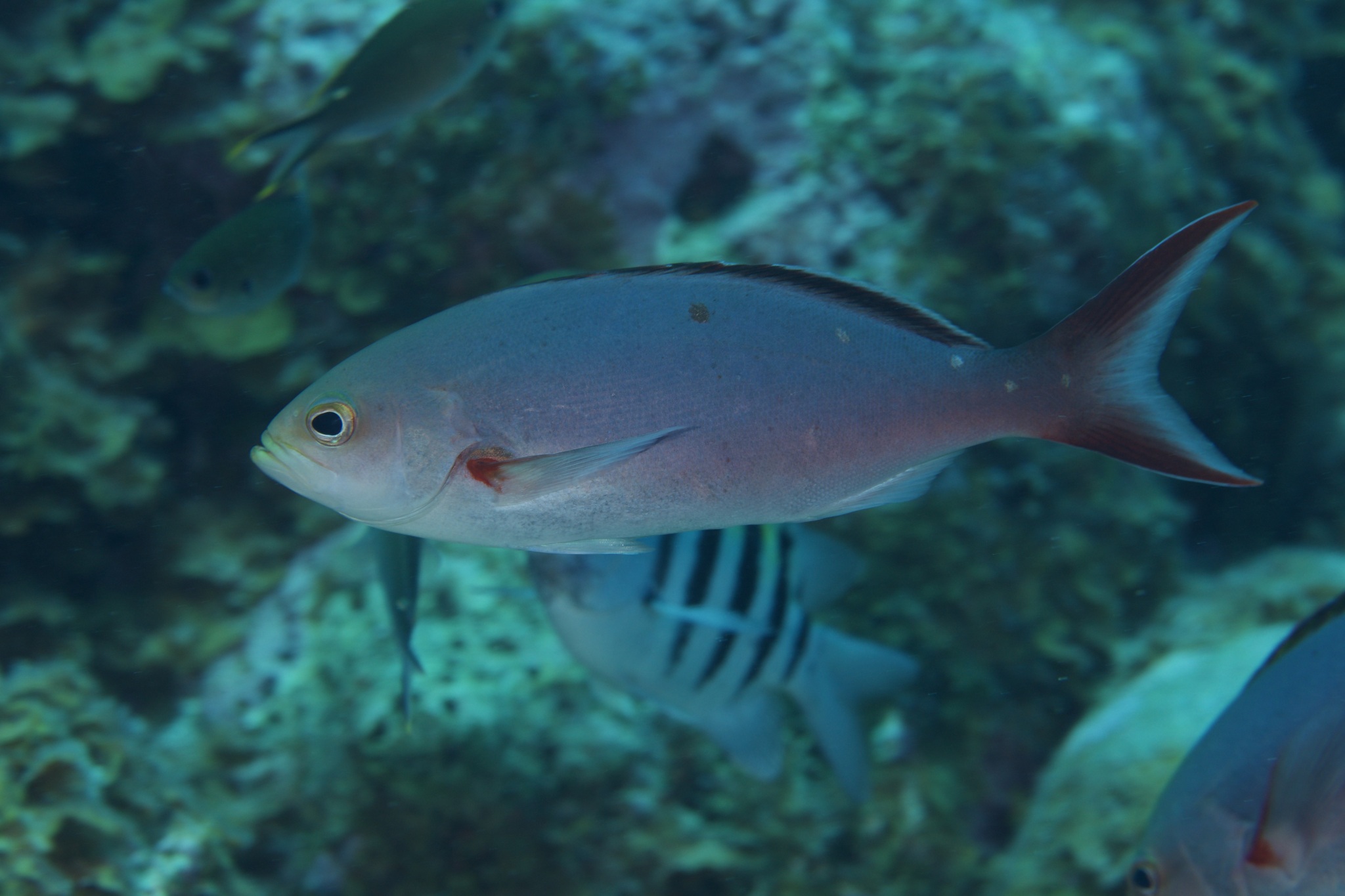 Creole-Fish photo 8