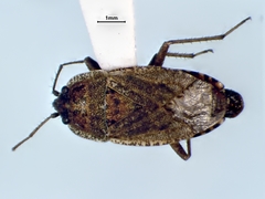 Emblethis vicarius