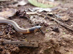 Calamaria pavimentata