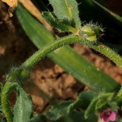 Gastrocotyle hispida