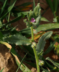 Gastrocotyle hispida