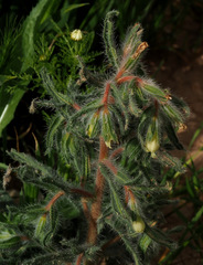 Onosma echinata