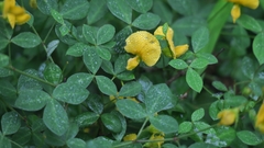 Argyrolobium tomentosum