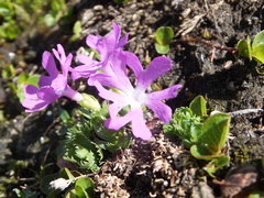 Primula minima