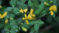 Argyrolobium tomentosum