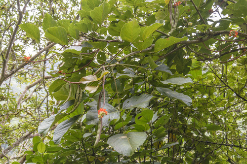 Erythrina edulis (Erythrina edulis)