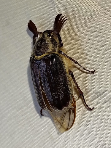 Melolontha sardiniensis
