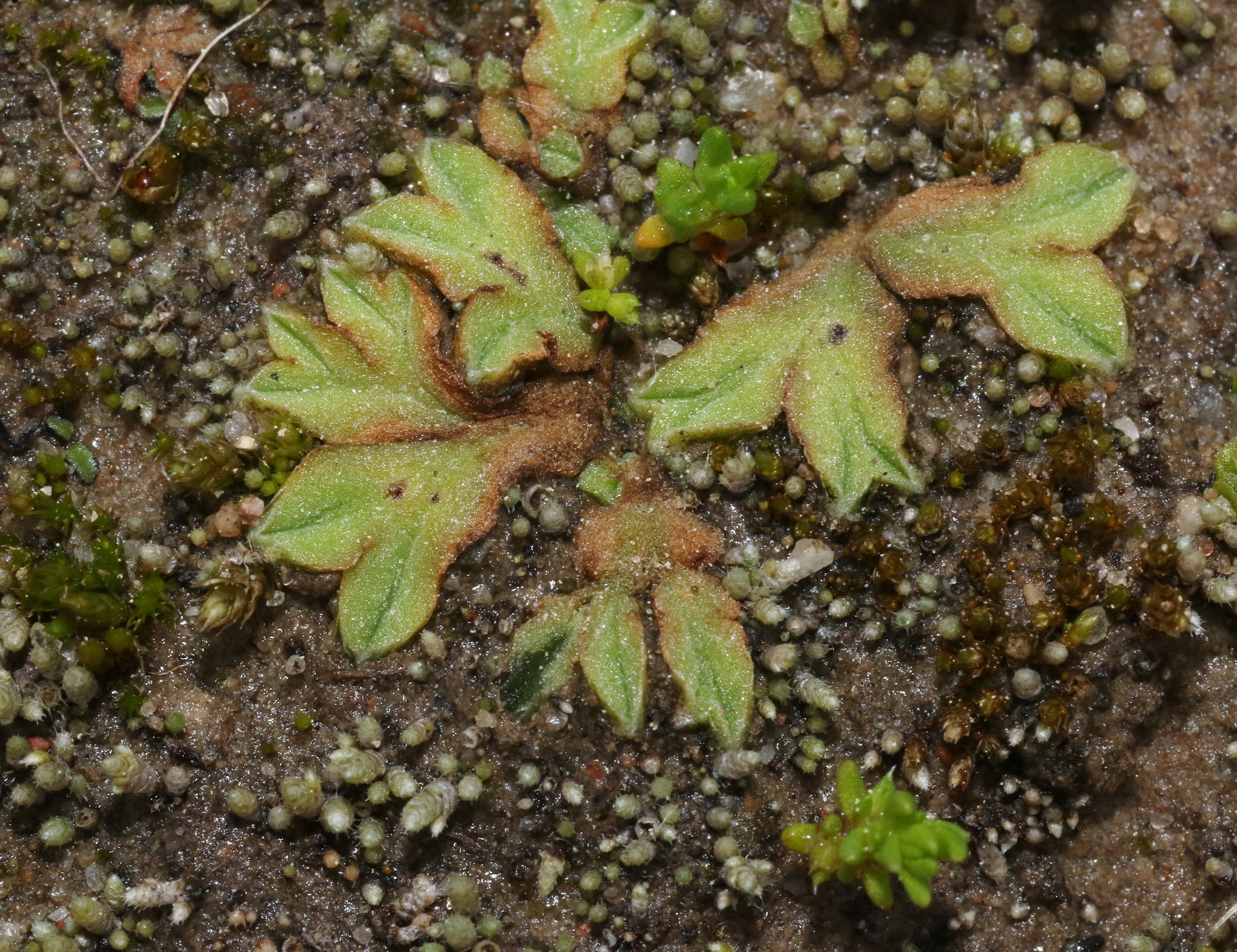 Riccia campbelliana