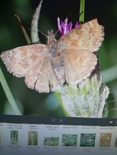 Erynnis tages